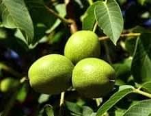 Syrop z zielonego orzecha włoskiego 500ml - obrazek 2